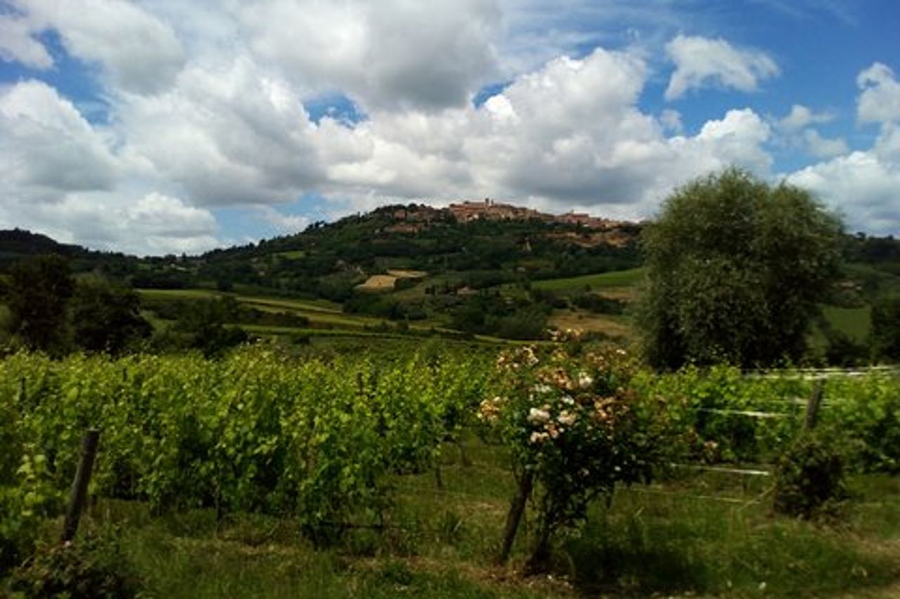 Escursione a Montalcino e Pienza in Toscana Wine & Cheese Shore dal porto di Civitavecchia