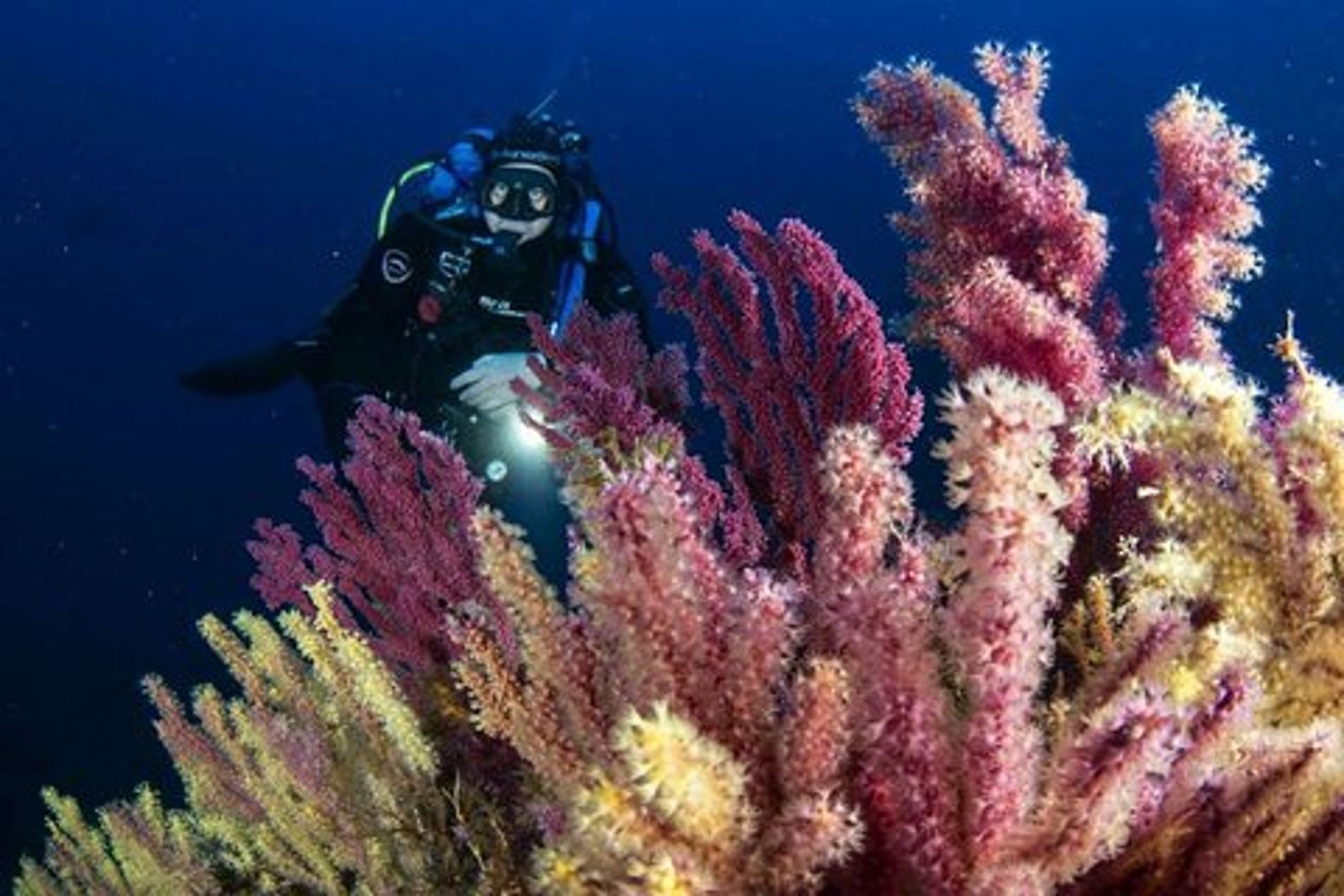 Immersioni subacquee in Calabria