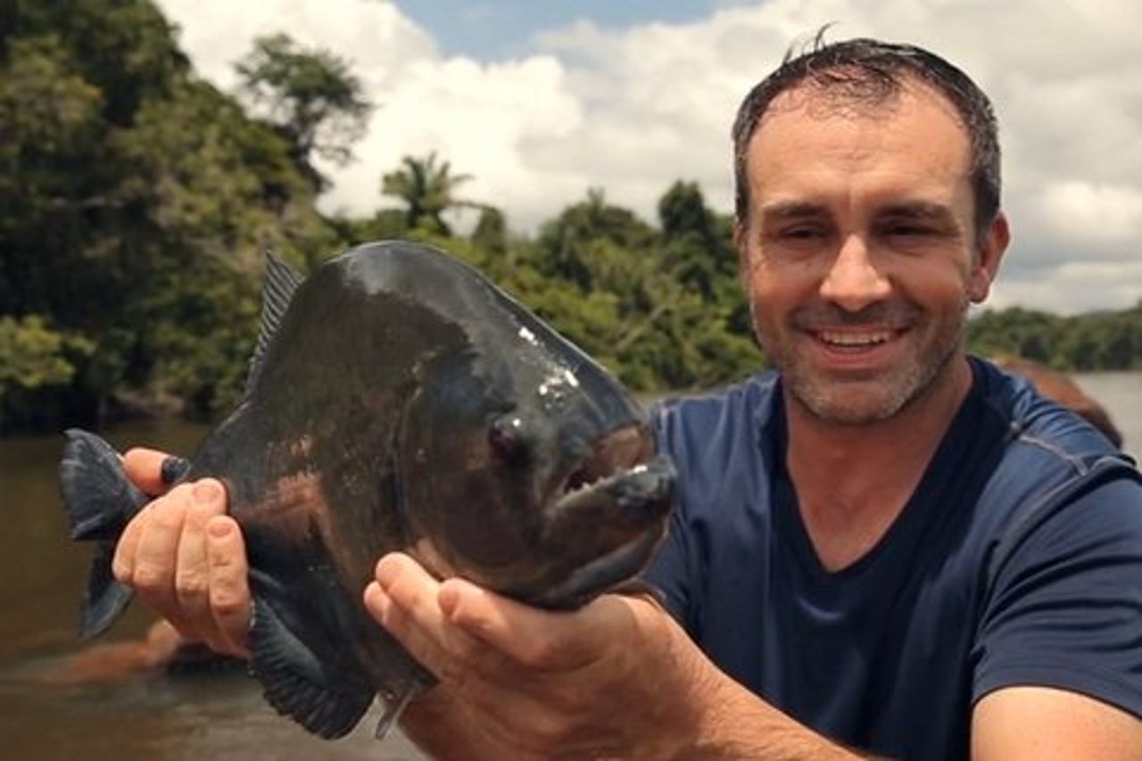 Pesca Piranha nella giungla amazzonica