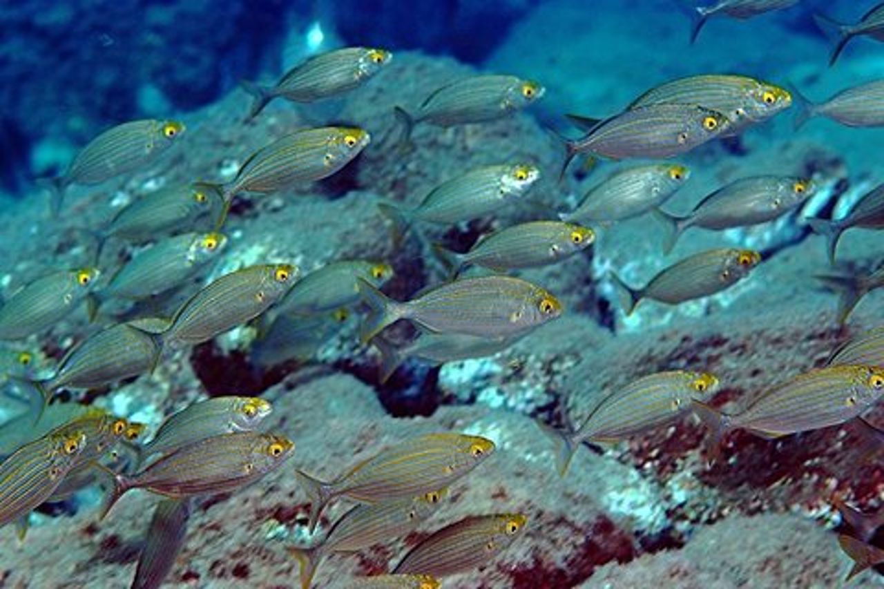 Immersioni subacquee certificate con PADI 5* Diving Resort - Taormina