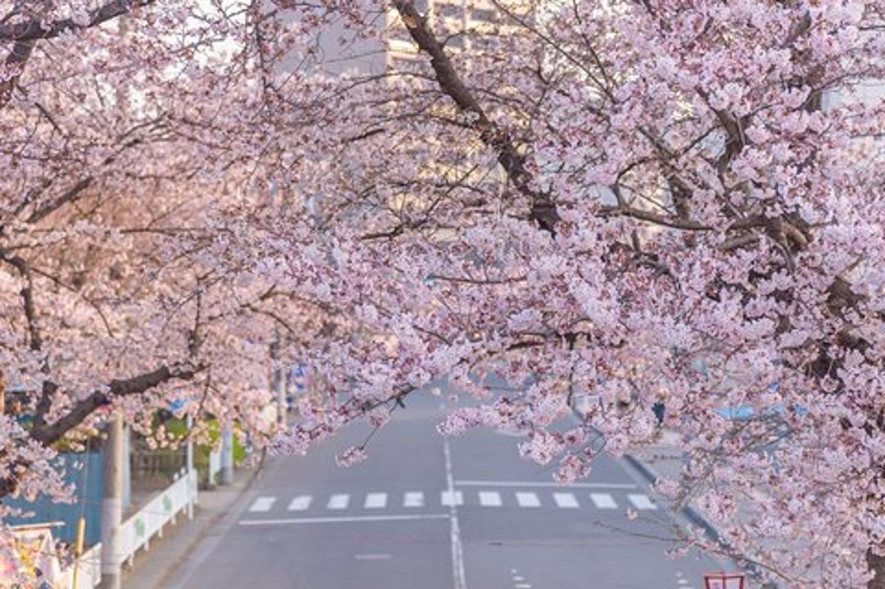 Tour privato romantico a piedi a Saitama