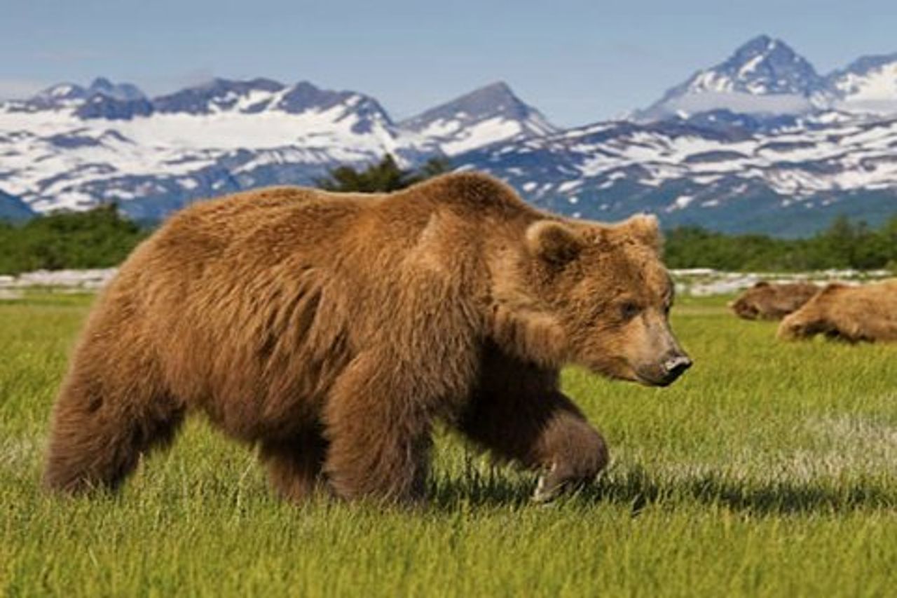 Escursione a terra per piccoli gruppi dello stretto ghiacciato: stiamo andando a caccia dell'orso!