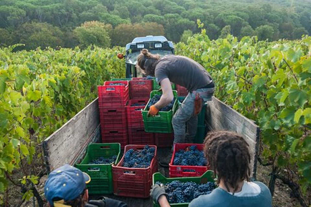 Tour PRIVATO di mezza giornata: esperienza del vino nel Chianti Classico.