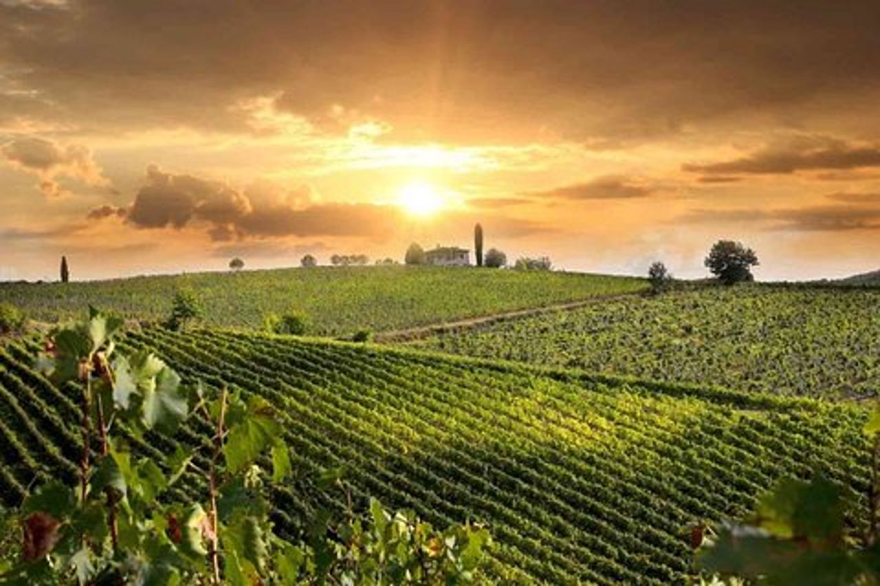 Degustazione di vini e formaggi Costa toscana meridionale Escursione dal porto di Civitavecchia