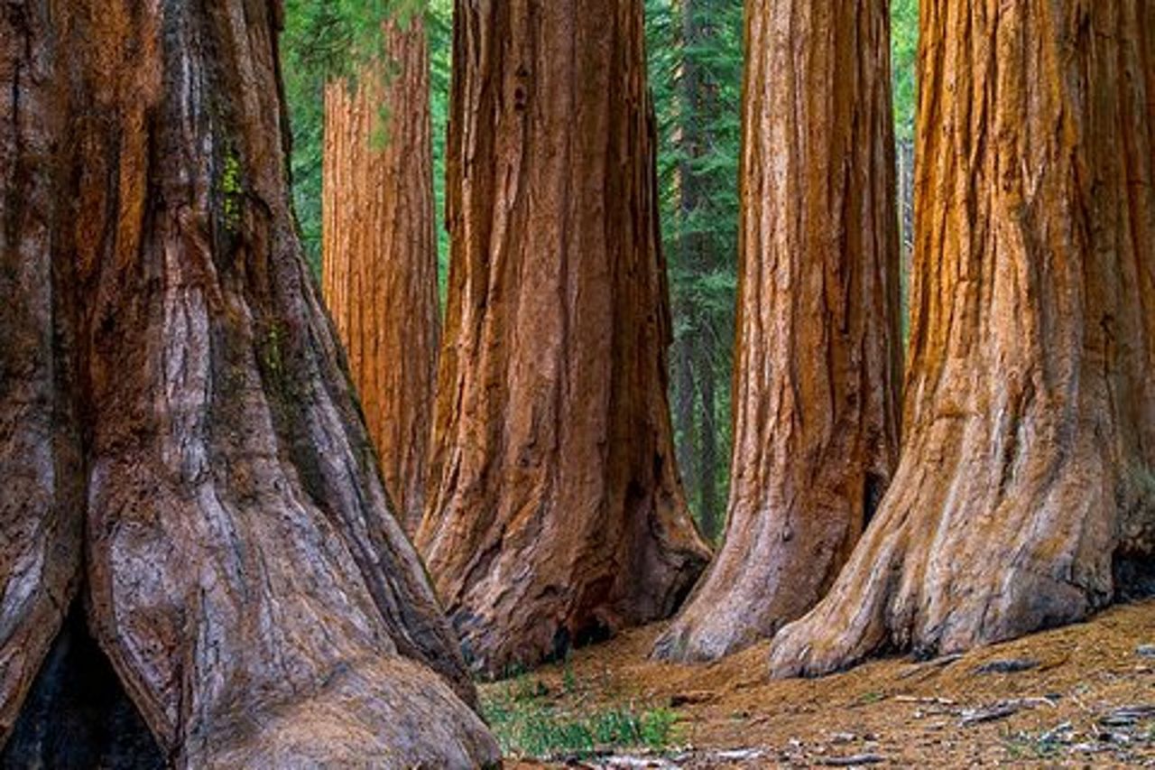 Tour delle sequoie giganti con pranzo in cantina di 5 portate