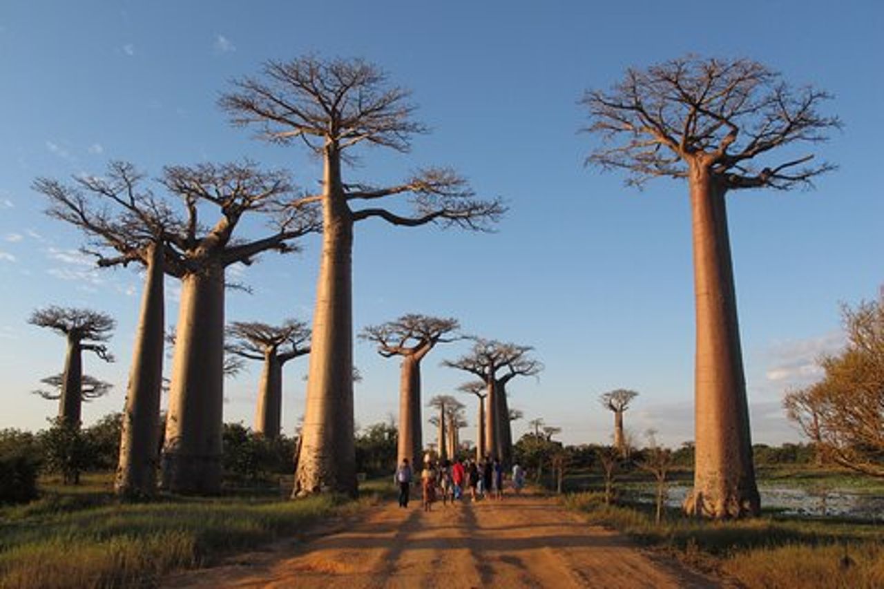Tour privato di 9 giorni di Morondava Baobab e Andasibe Lemurs