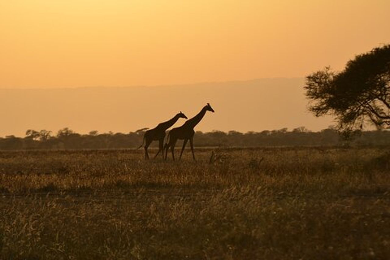 Safari in Tanzania Lodge di 4 giorni con due notti nel Serengeti