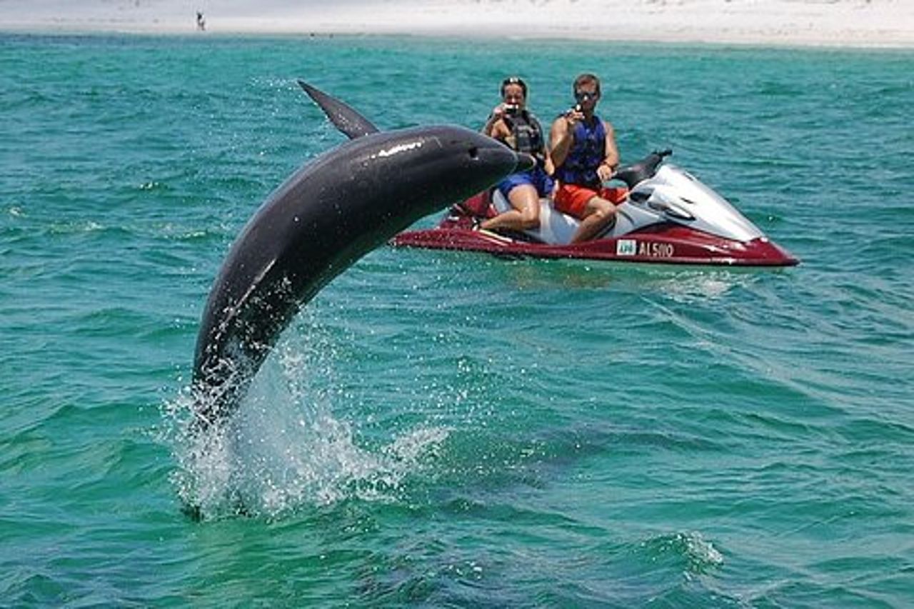 Crab Island Dolphin Jet Ski Adventure