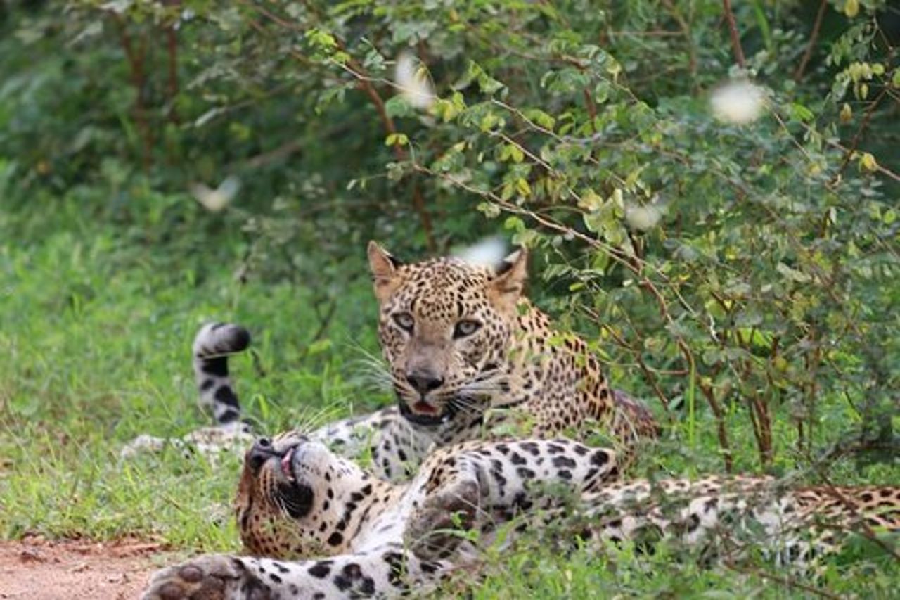 Safari di una giornata intera - Yala National Park - dalle 04.30 alle 18.00 con - Janaka safari