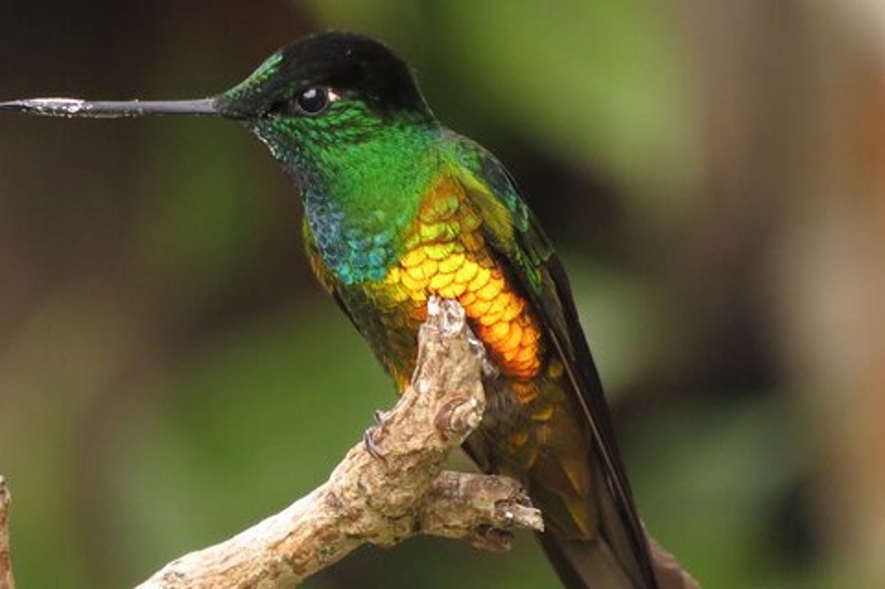 Birdwatching e natura alla riserva naturale della foresta pluviale di Chicaque