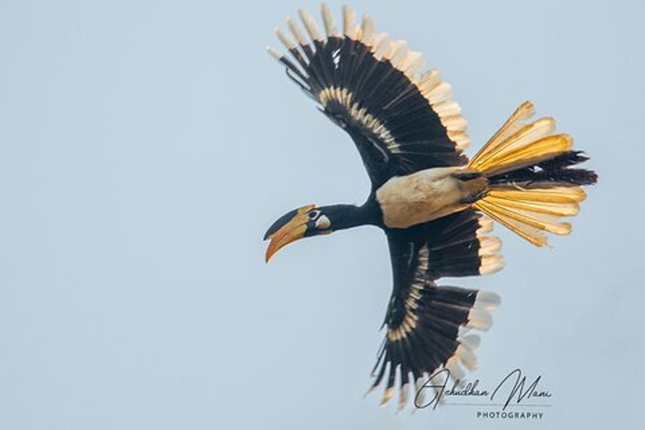 Birding @ Dandeli 2N3D