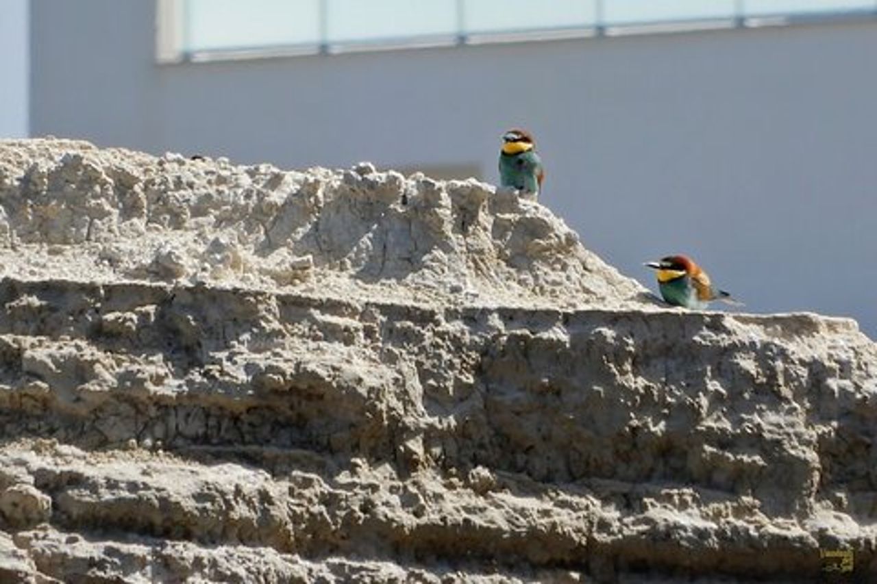 Il Sentiero delle Falesie: Torre Olivieri e la Baia del Gruccione