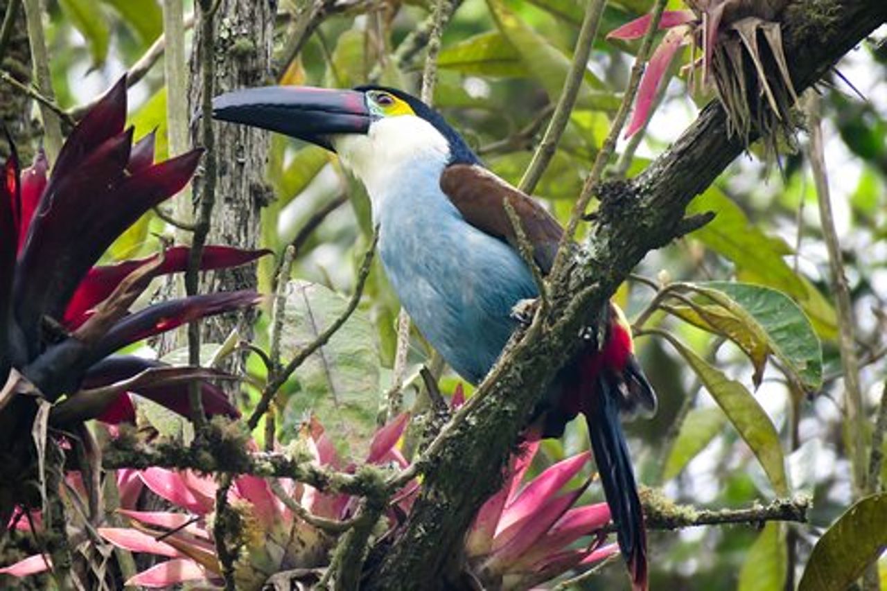 Cocora Valley: Bird & Escursioni con colazione e pranzo