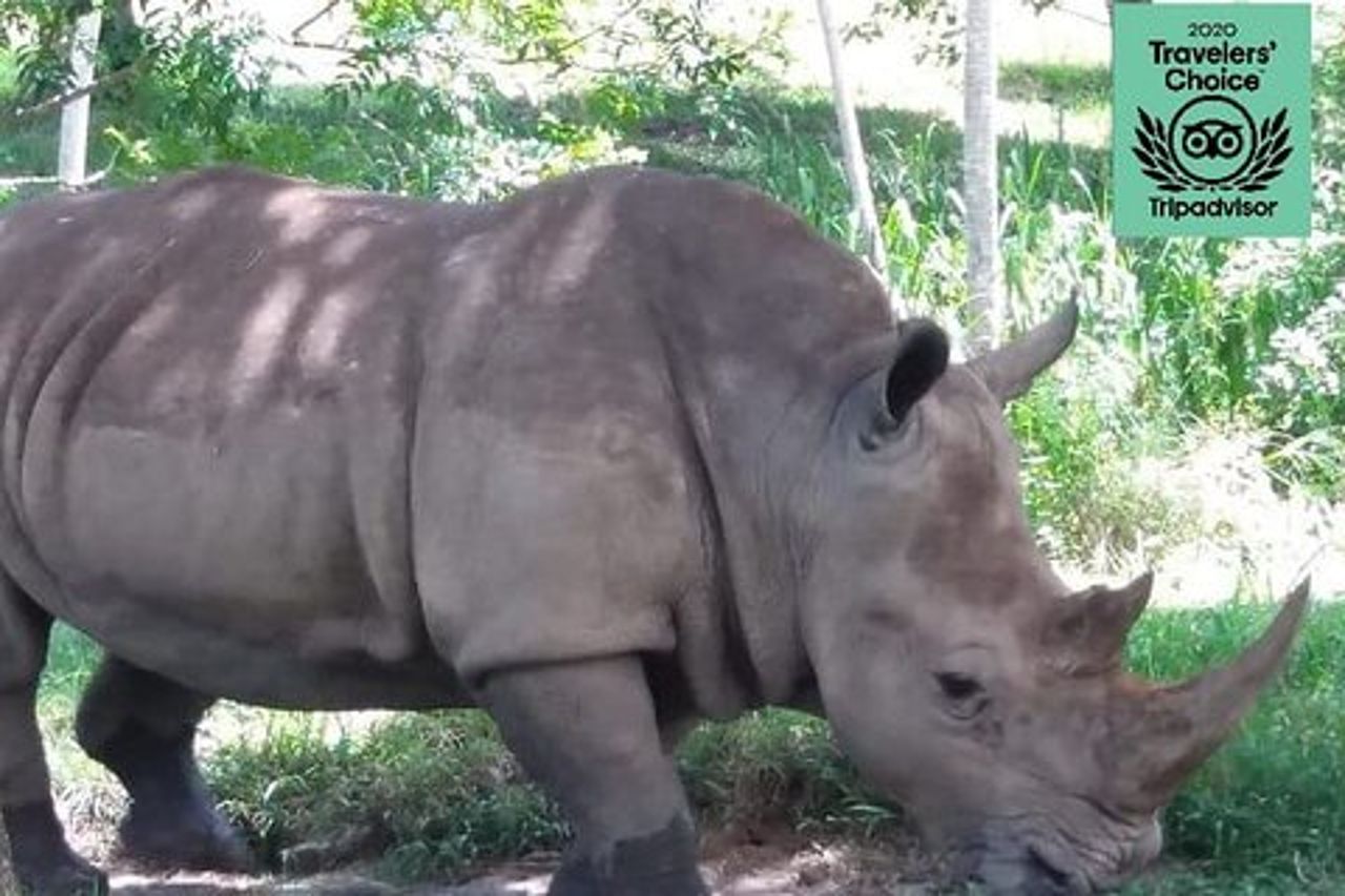Tour privato dello zoo privato di Pablo Escobar La Hacienda Napoles