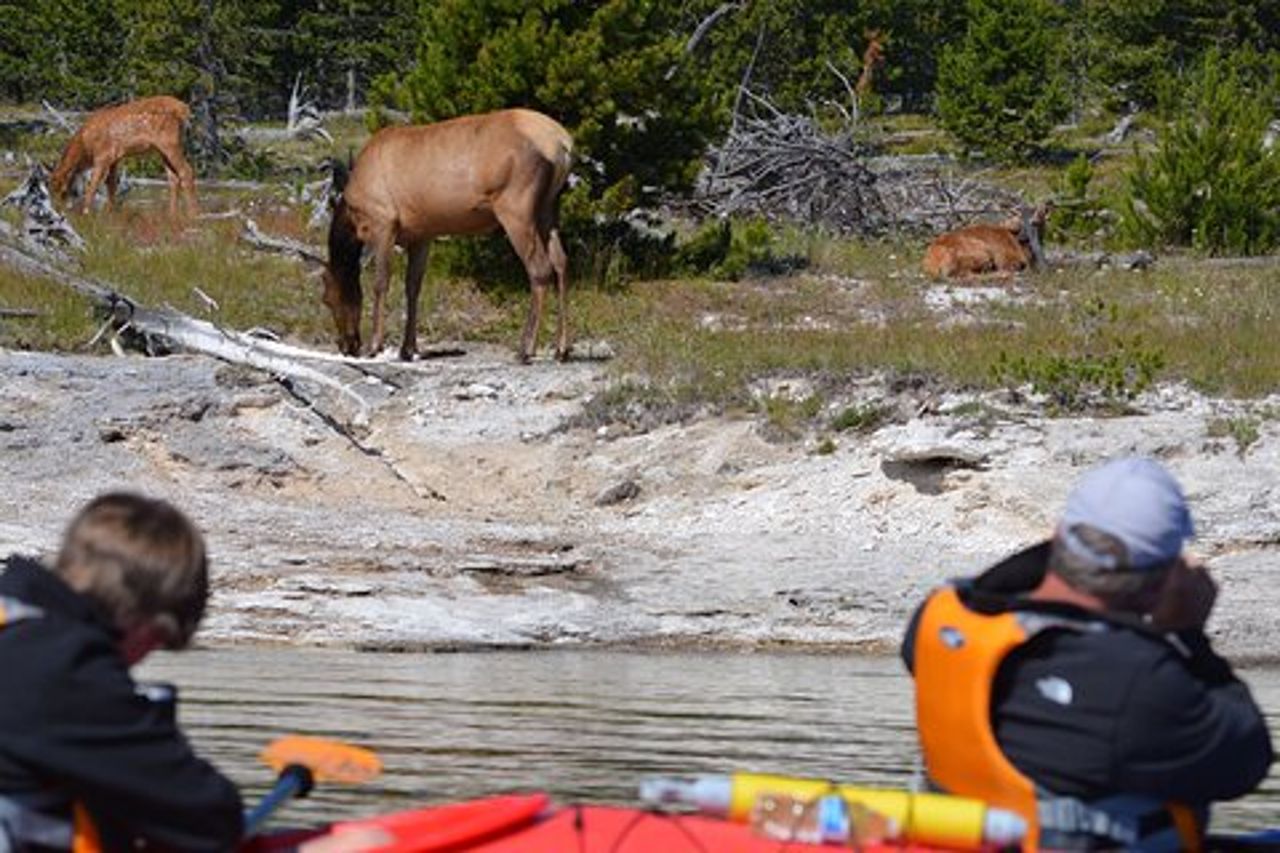 Tour di mezza giornata in kayak del lago Yellowstone oltre le caratteristiche geotermiche