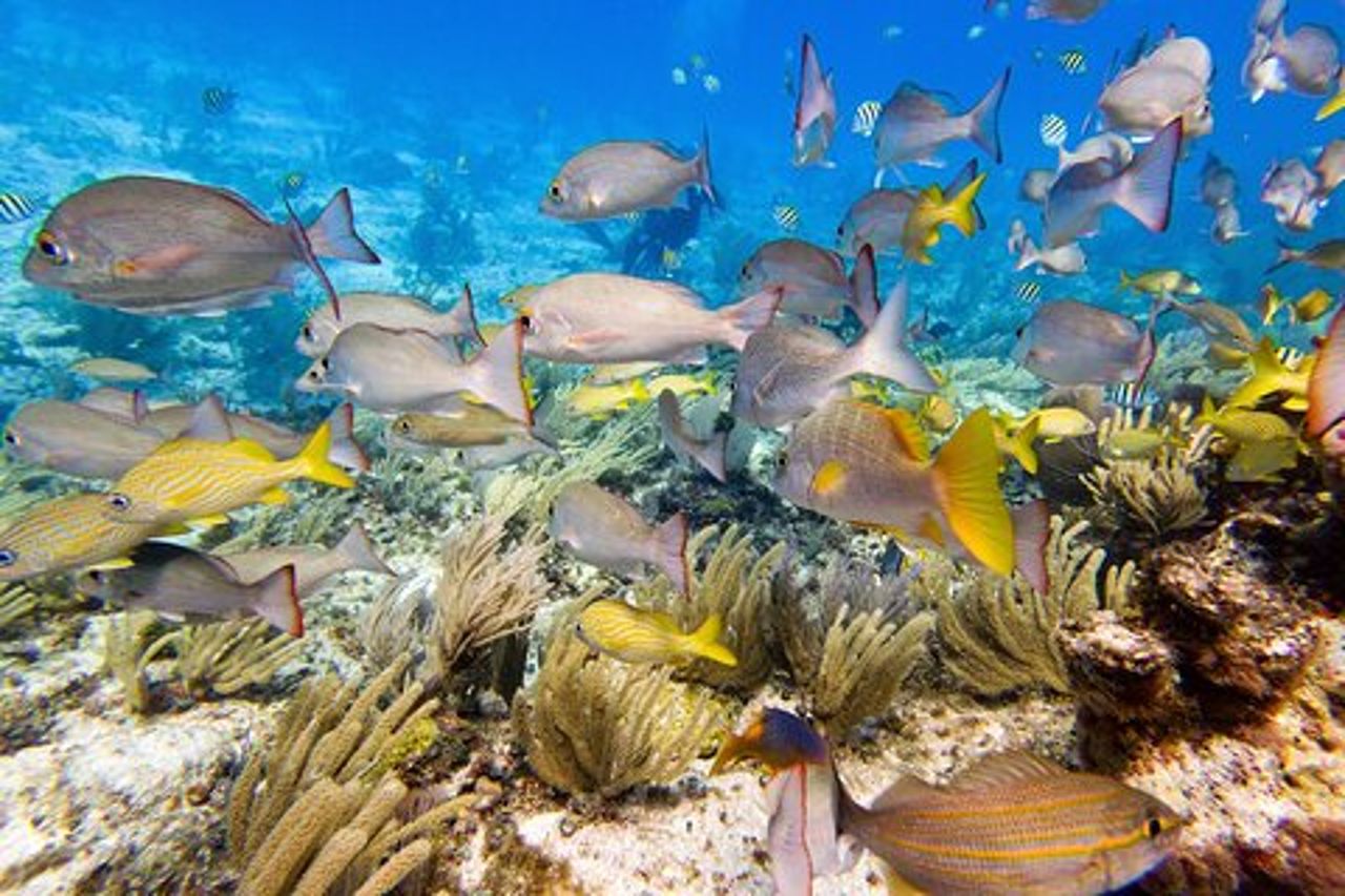 Corso di certificazione Open Water-PADI