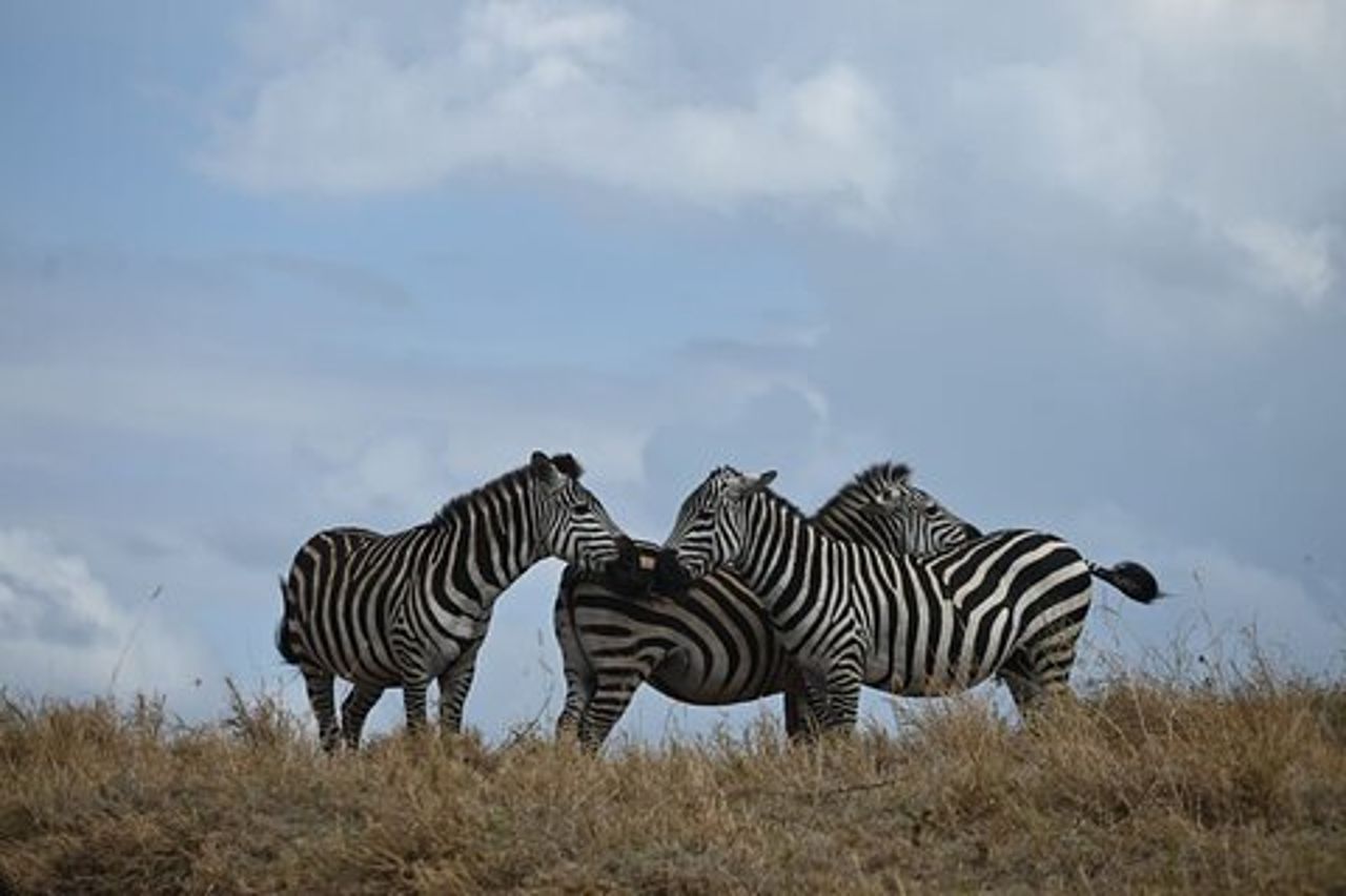 Safari in campeggio di gruppo di 4 giorni