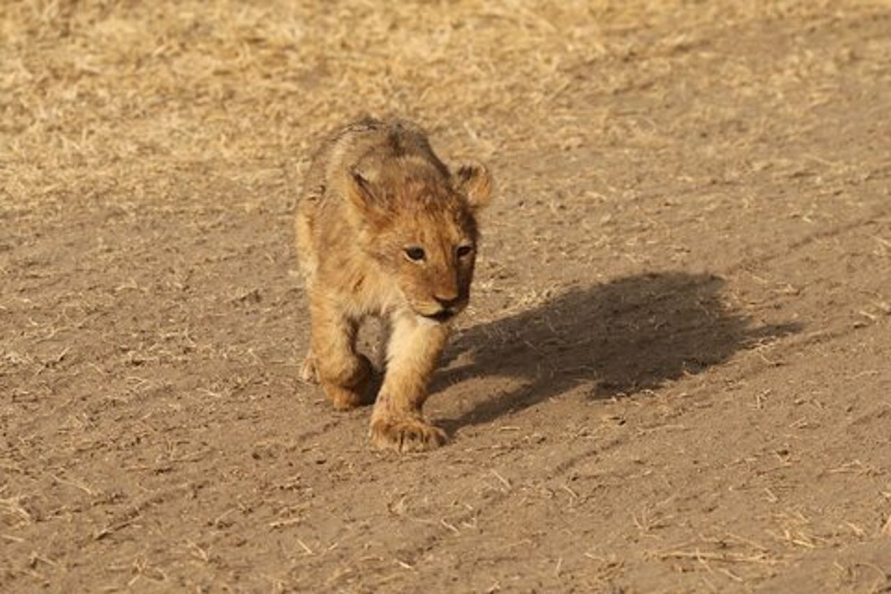 3 Giorni Tarangire, Ngorongoro e Lago Manyara Gruppo Camping Safari