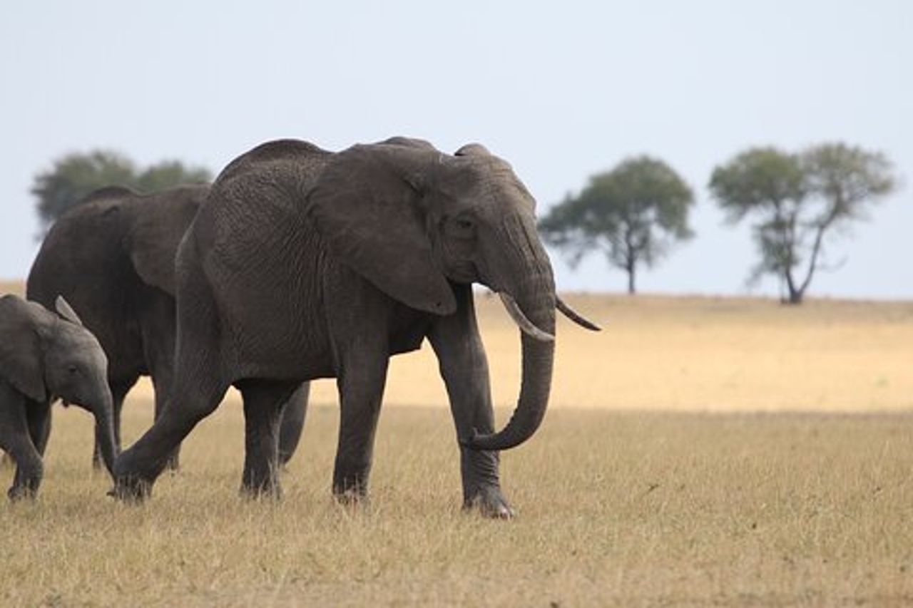 Safari in campeggio di gruppo di 5 giorni