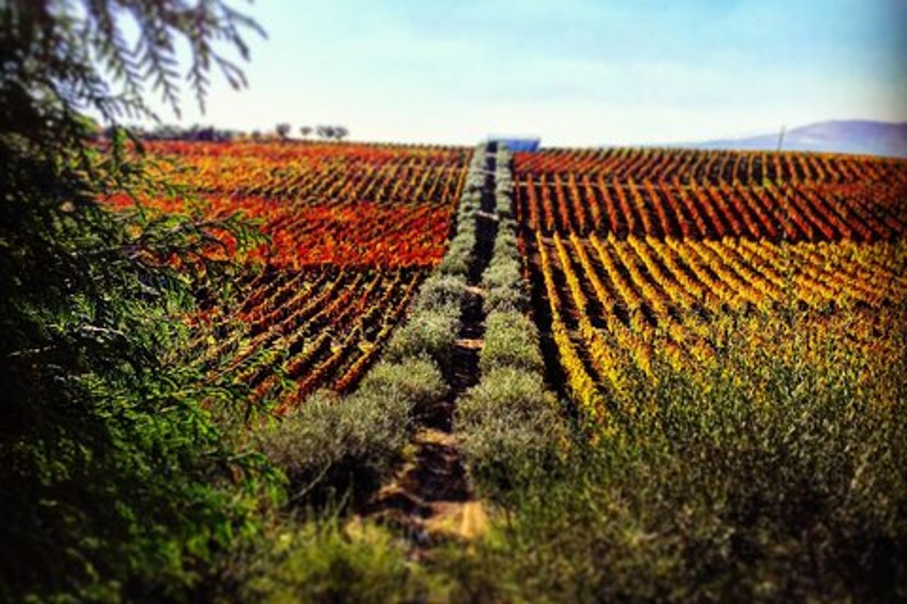 Valle del Douro — Esperienza enologica e culturale privata UNESCO