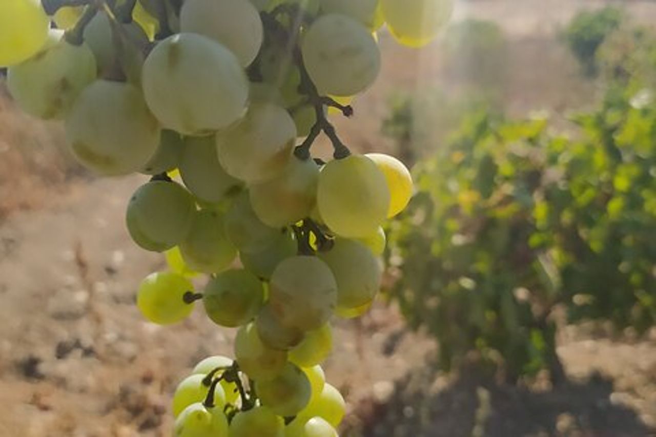 Naxos Farm Esperienza e produzione del formaggio