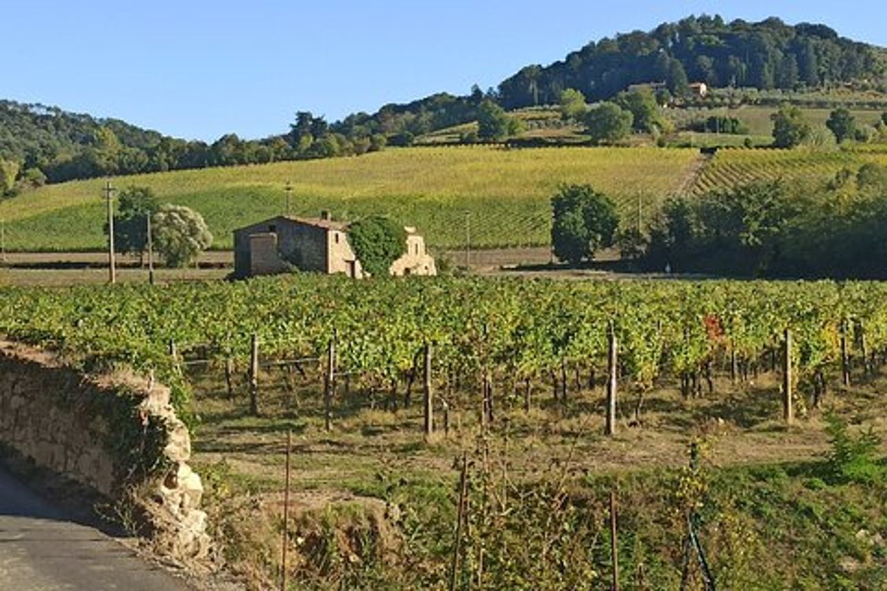 TOUR PRIVATO: Chianti Tour pomeridiano con visita a 2 aziende vinicole