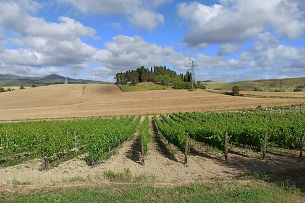 "Passeggiata per le dolci colline del Chianti" con pranzo e 2 degustazioni di vini