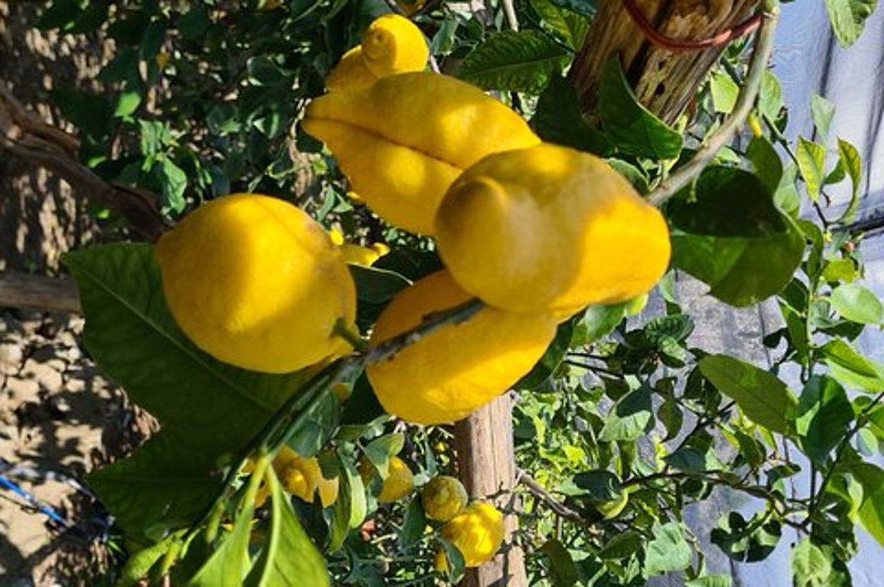 Escursione sul sentiero dei limoni - Costiera Amalfitana