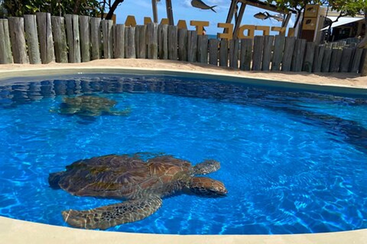 Tour privato a Praia do Forte e Praia de Guarajuba da Salvador