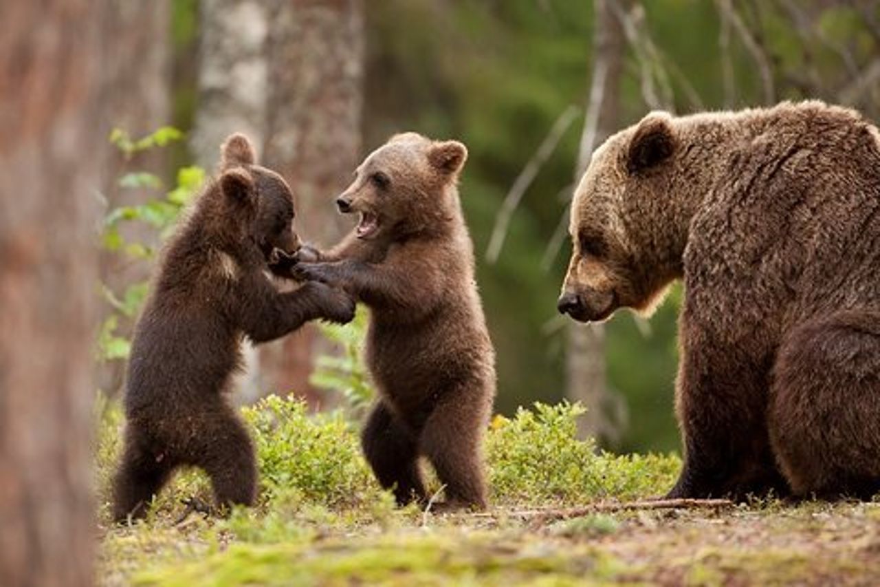 Esperienza di osservazione dell'orso bruno al Bear Sanctuary