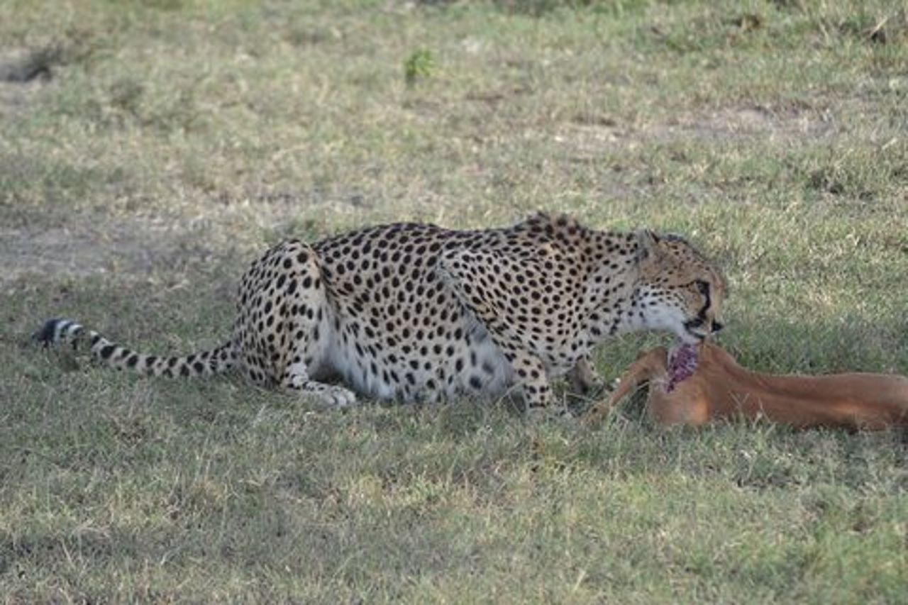 Safari di gruppo di 3 giorni nel Masai Mara con ritiro