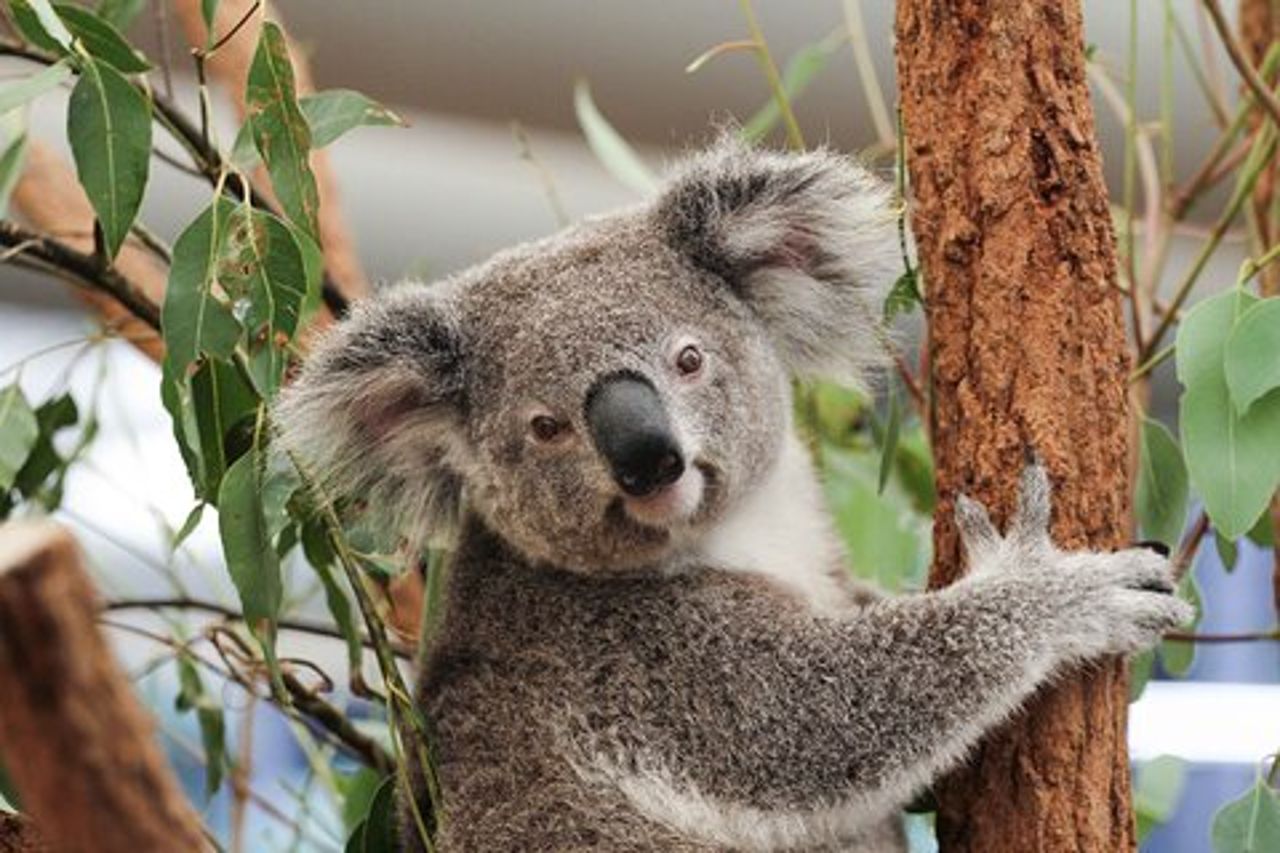 Biglietto giornaliero per il Lone Pine Koala Sanctuary