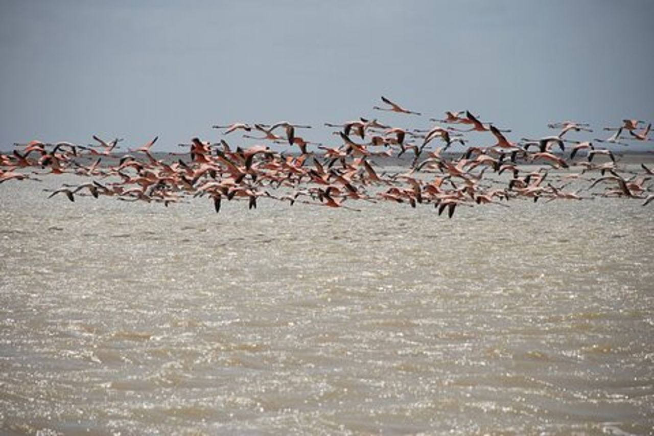 Tour fotografico di 7 giorni 6 notti dell'Alta Guajira con ritiro