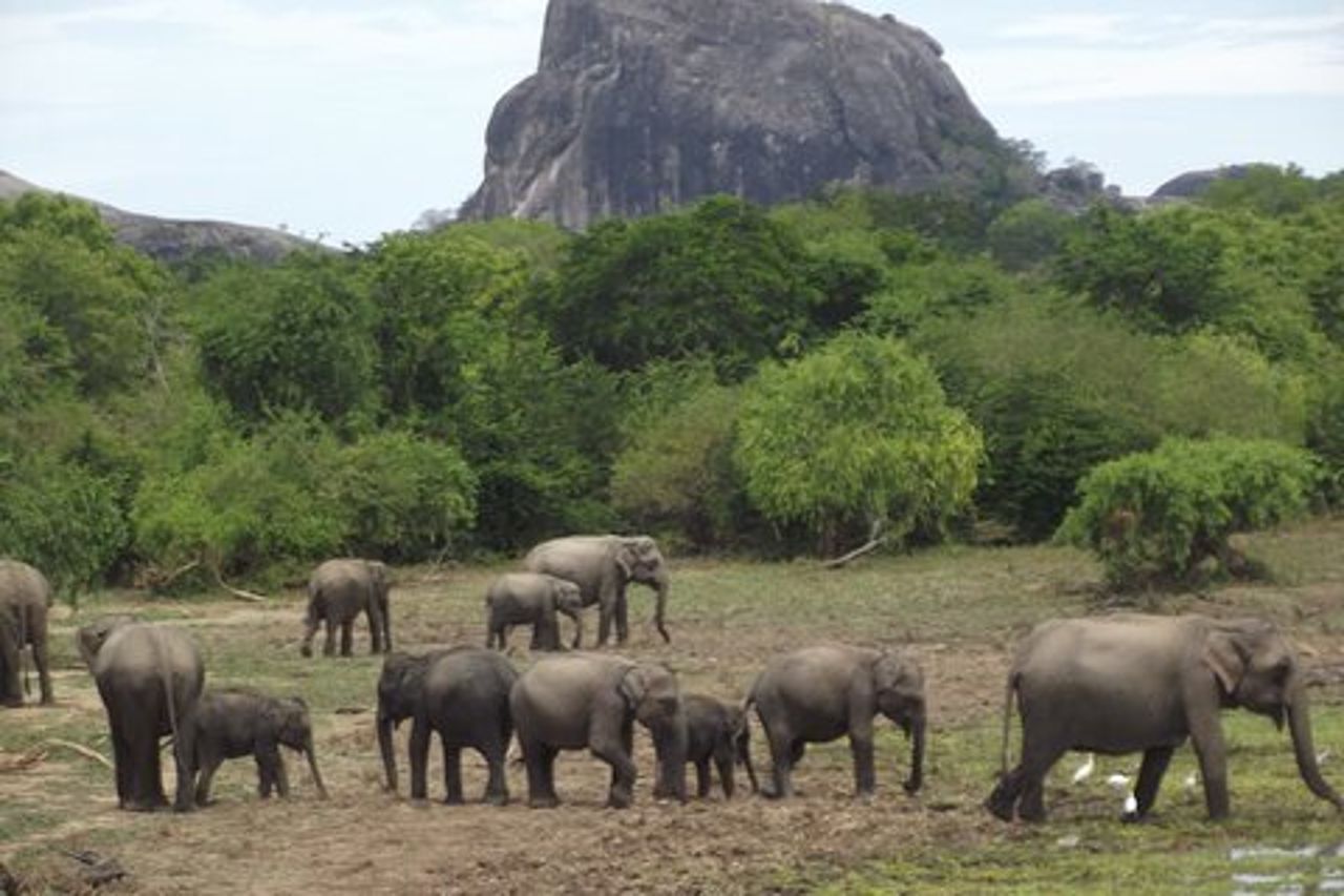 Safari di grandi animali e uccelli dal porto di Hambantota
