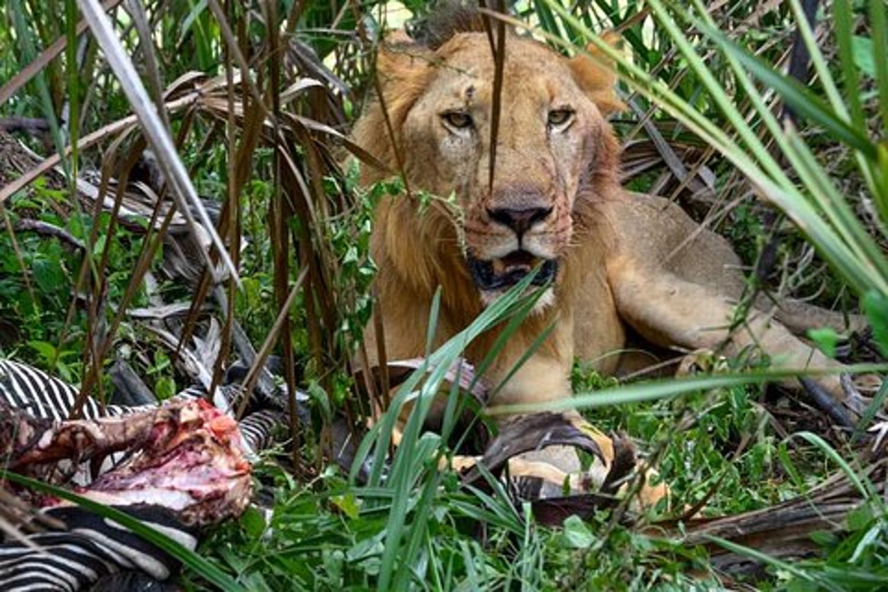 4 giorni 3 notti Selous (parco nazionale di Nyerere) e Mikumi Adventure