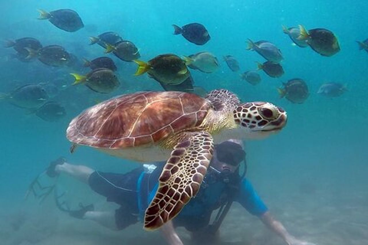 Immersioni Principianti con Tartarughe + Video Gratuiti West Palm beach
