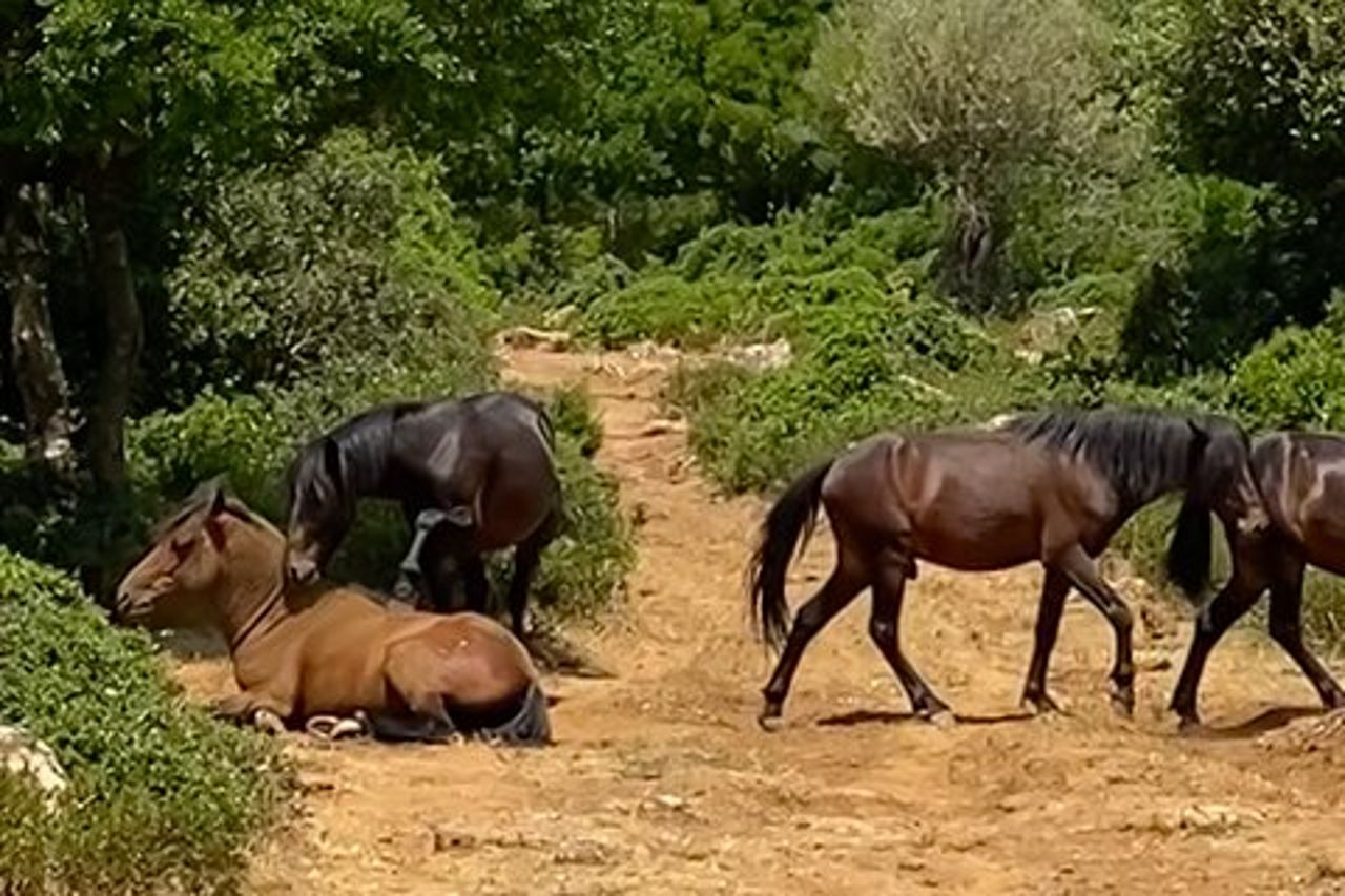 natura e fauna selvatica
