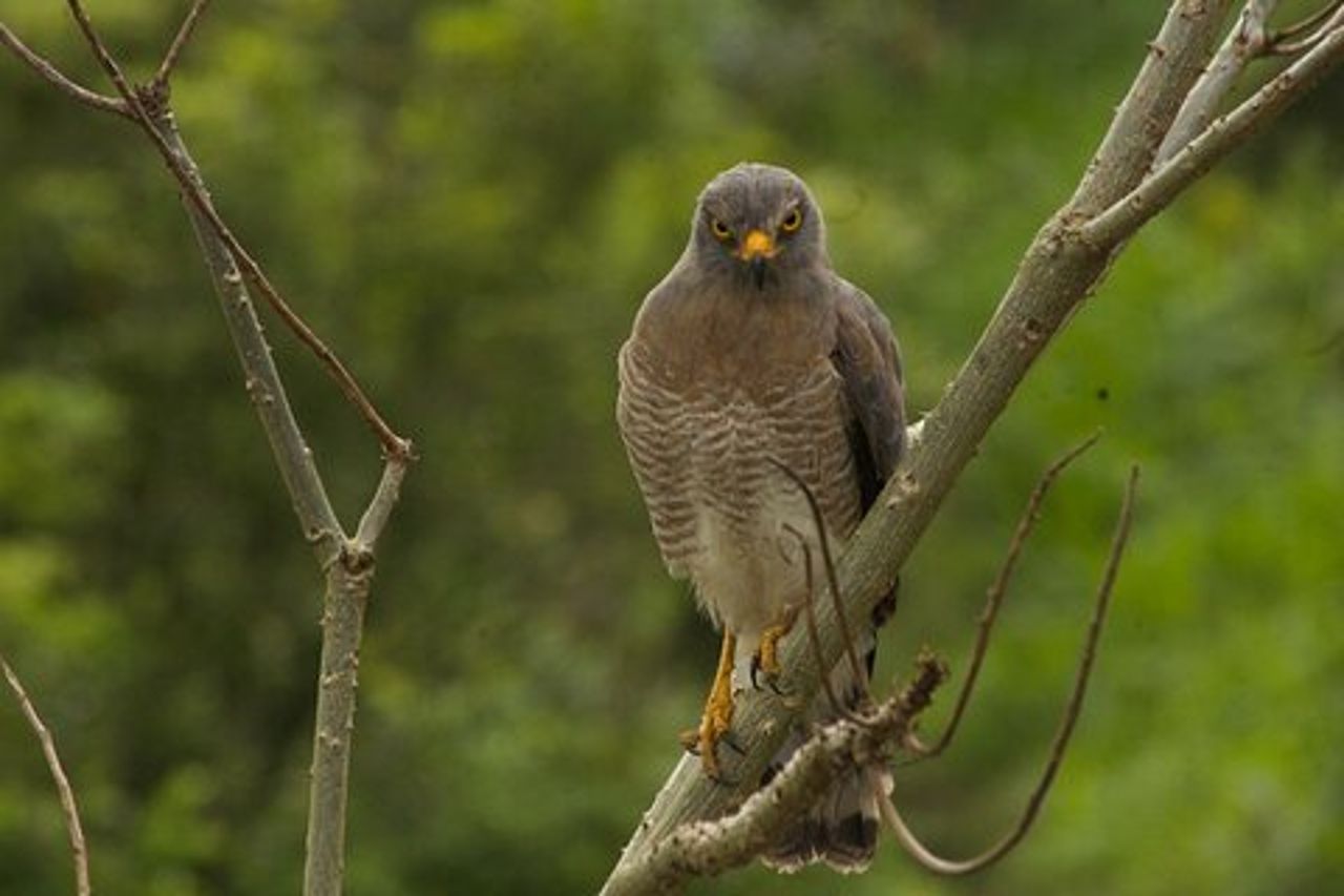 Birdwatching nel Salento
