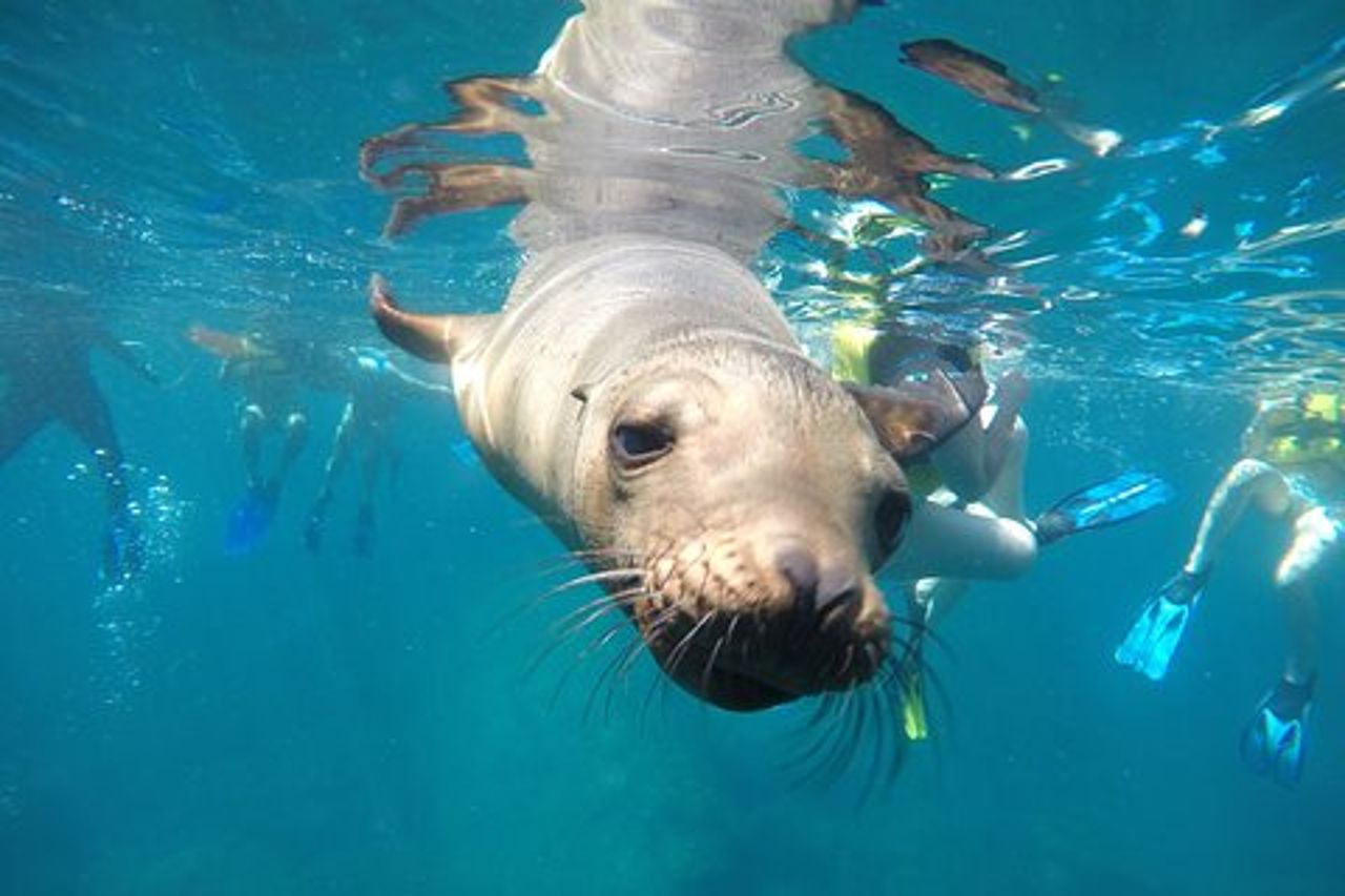Snorkeling con squalo balena e leone marino di La Paz + Balandra Tour