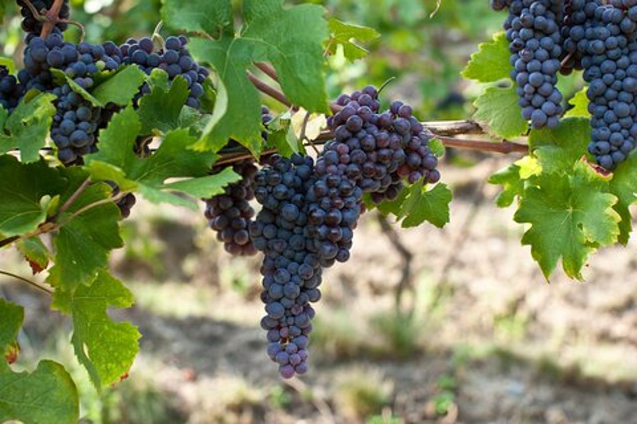 Tour privato di aziende agricole biologiche e vini naturali in Valtellina