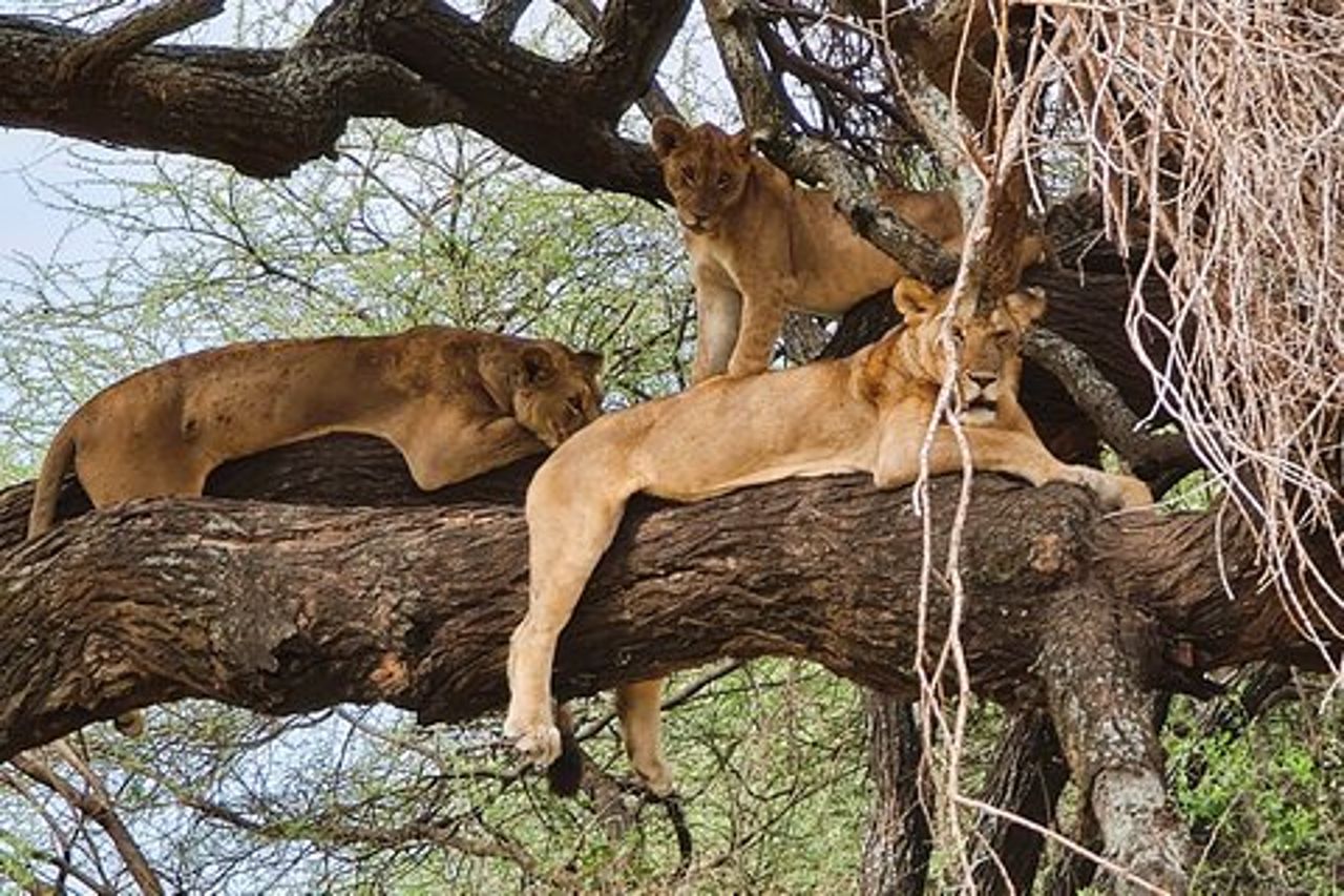 Da Arusha: 6 giorni Classic Game Drive Serengeti & Ngorongoro