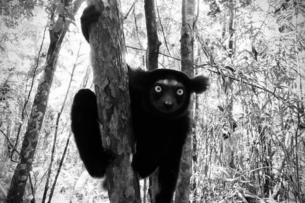 Tour privato Natura e Scoperta in Madagascar