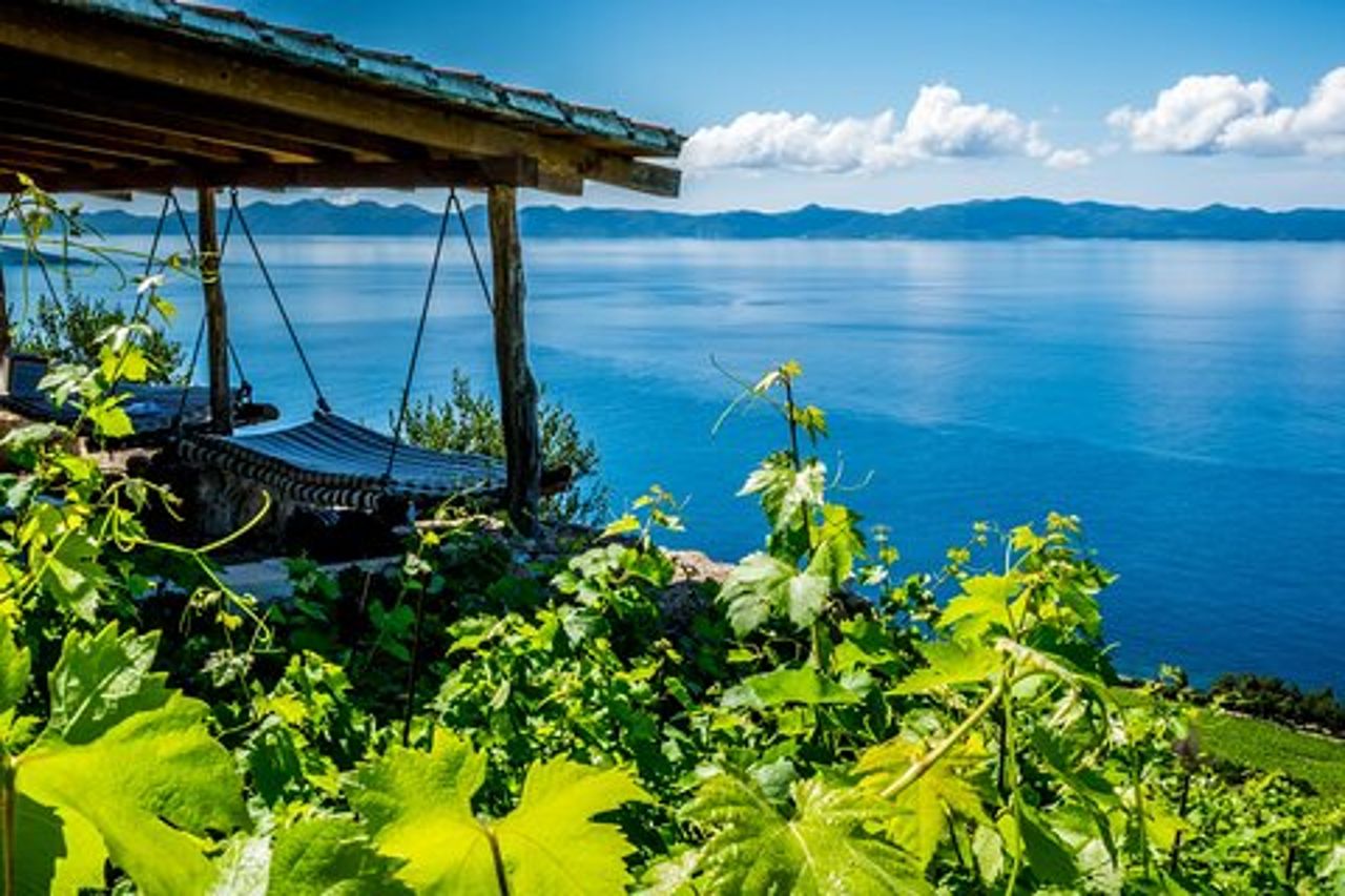 Esperienza di vino biologico di Dubrovnik con spuntino