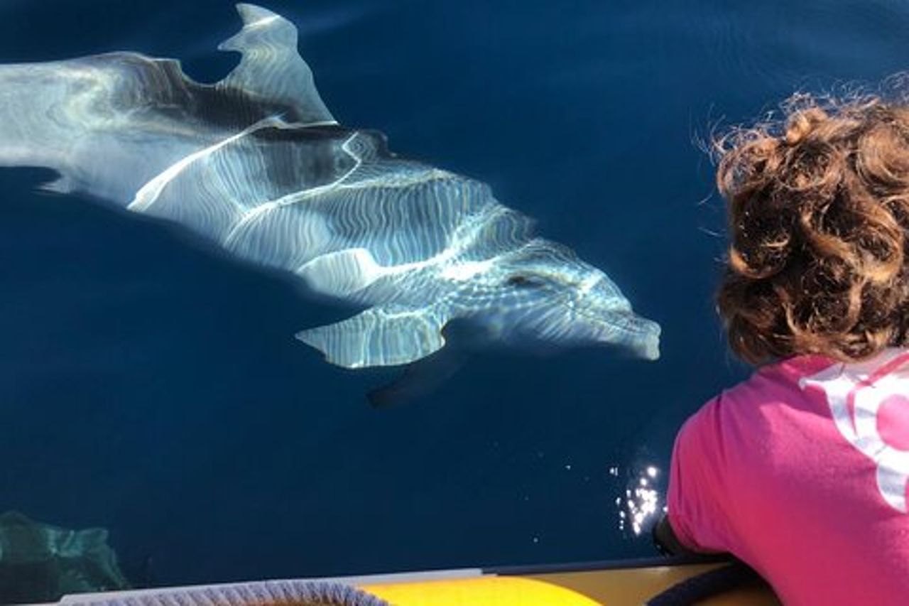 Tour Avvistamento Delfini- da Golfo Aranci