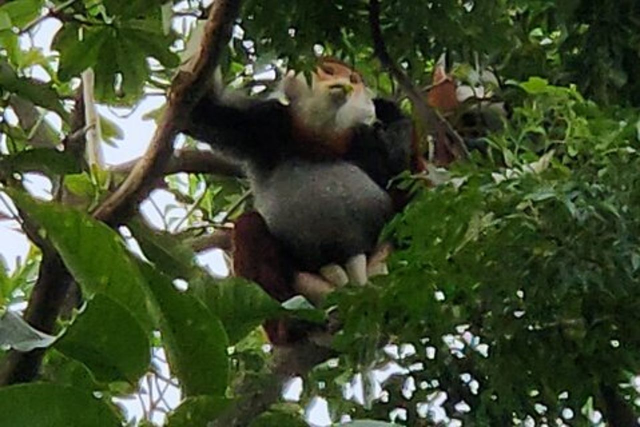 Scimmie in via di estinzione che guardano - Douc Langur dalla gamba rossa