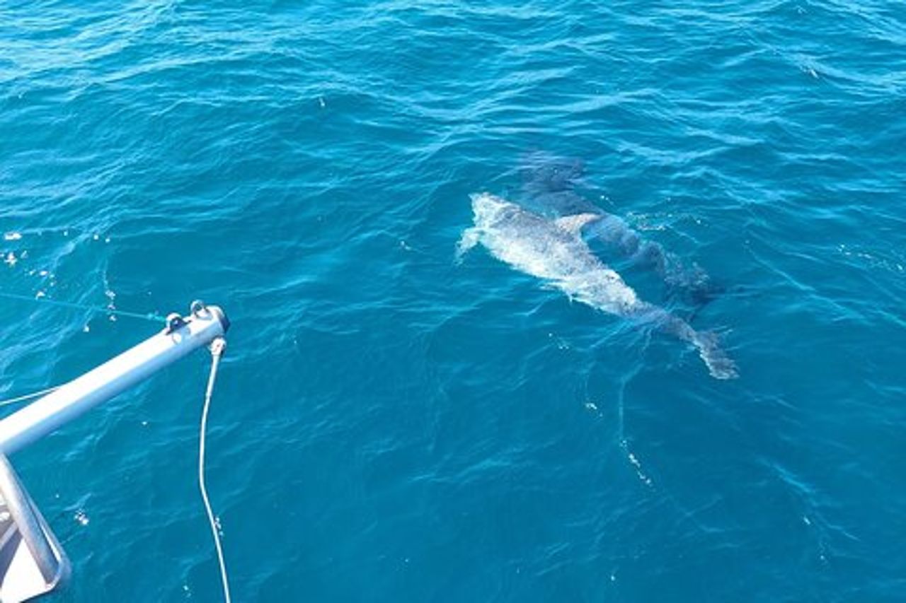 Avvistamento di delfini a Estepona