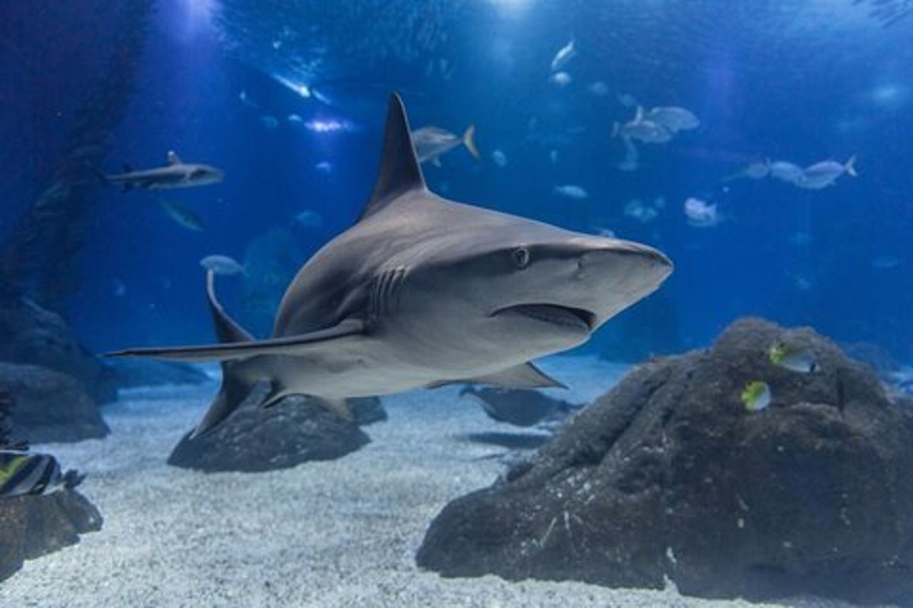 Oceanario di Lisbona: biglietto d'ingresso all'Acquario