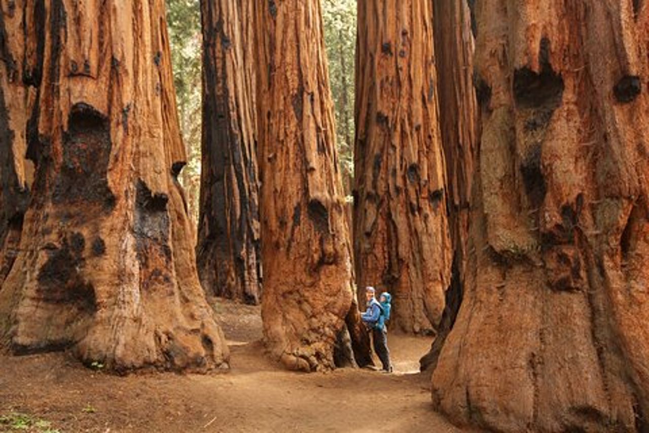 Tour per piccoli gruppi del Parco Nazionale di Sequoia da Tre Fiumi