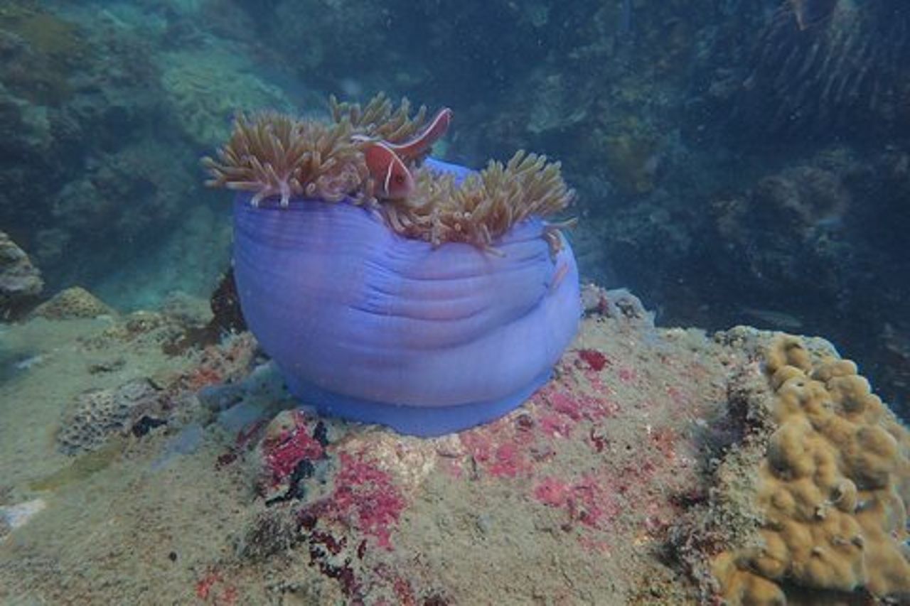 Esplora la baia di Nha Trang: tour avventura di snorkeling di mezza giornata