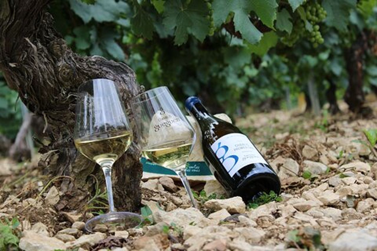 Fuga di vino con degustazione nel vigneto Chablis